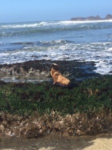 Half moon bay